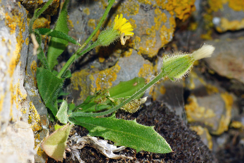 Crepis foetida / Radicchiella selvatica